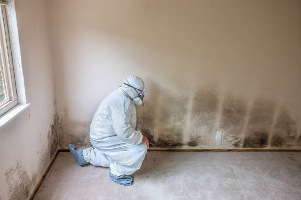 Best Professional Mold Removal  in Boonville, NC